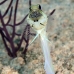 jawfish_yellowhead_bcf_nwp_v_0071_tci1996.jpg